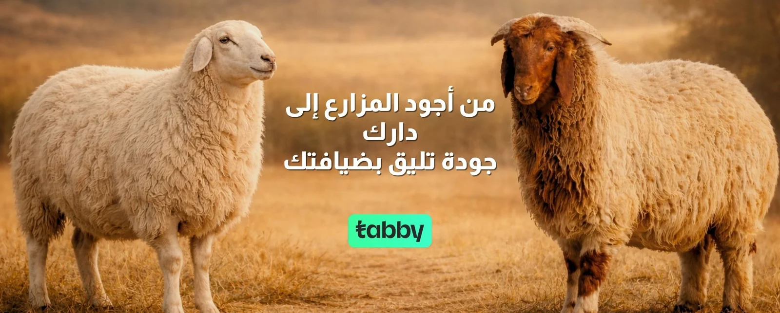 MEAT-BANNER-2240-x-900-px-3.jpg